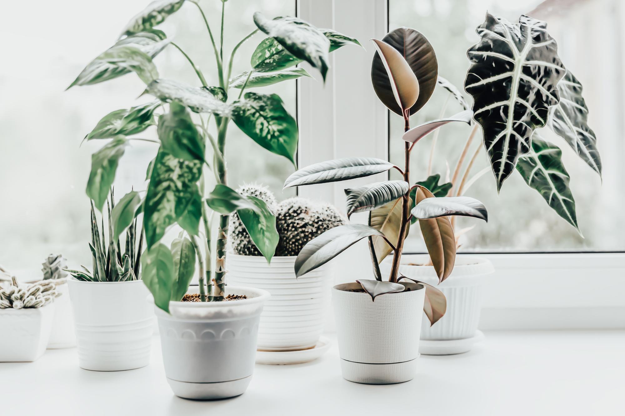 Feng Shui ile Ev Dekorasyonu